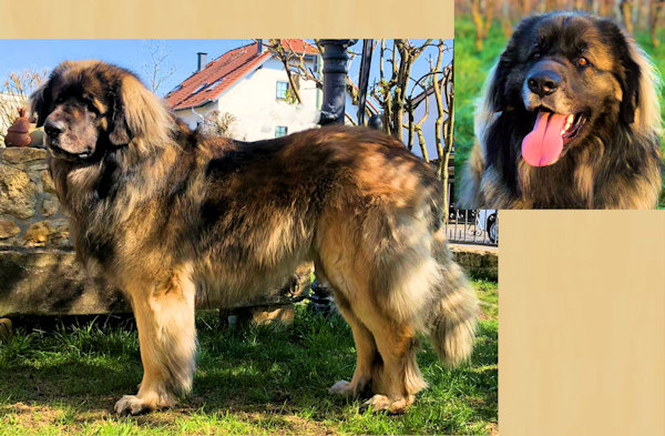 Gigolo Goodyear vom Moenchswald2