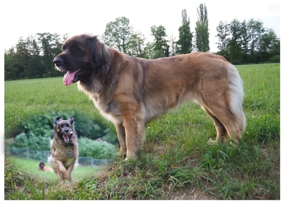 Batari Loewe von Zuarin